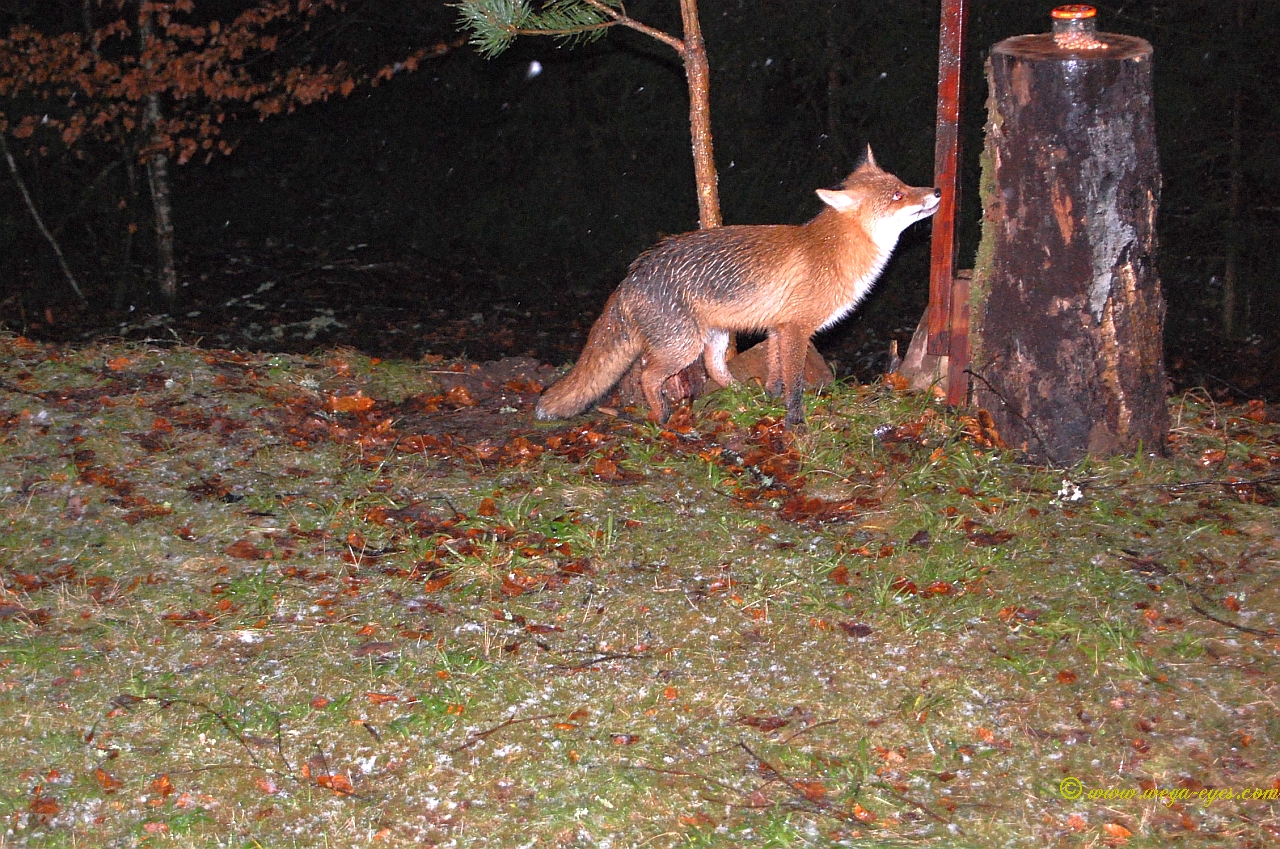 Der Fuchs Silvester