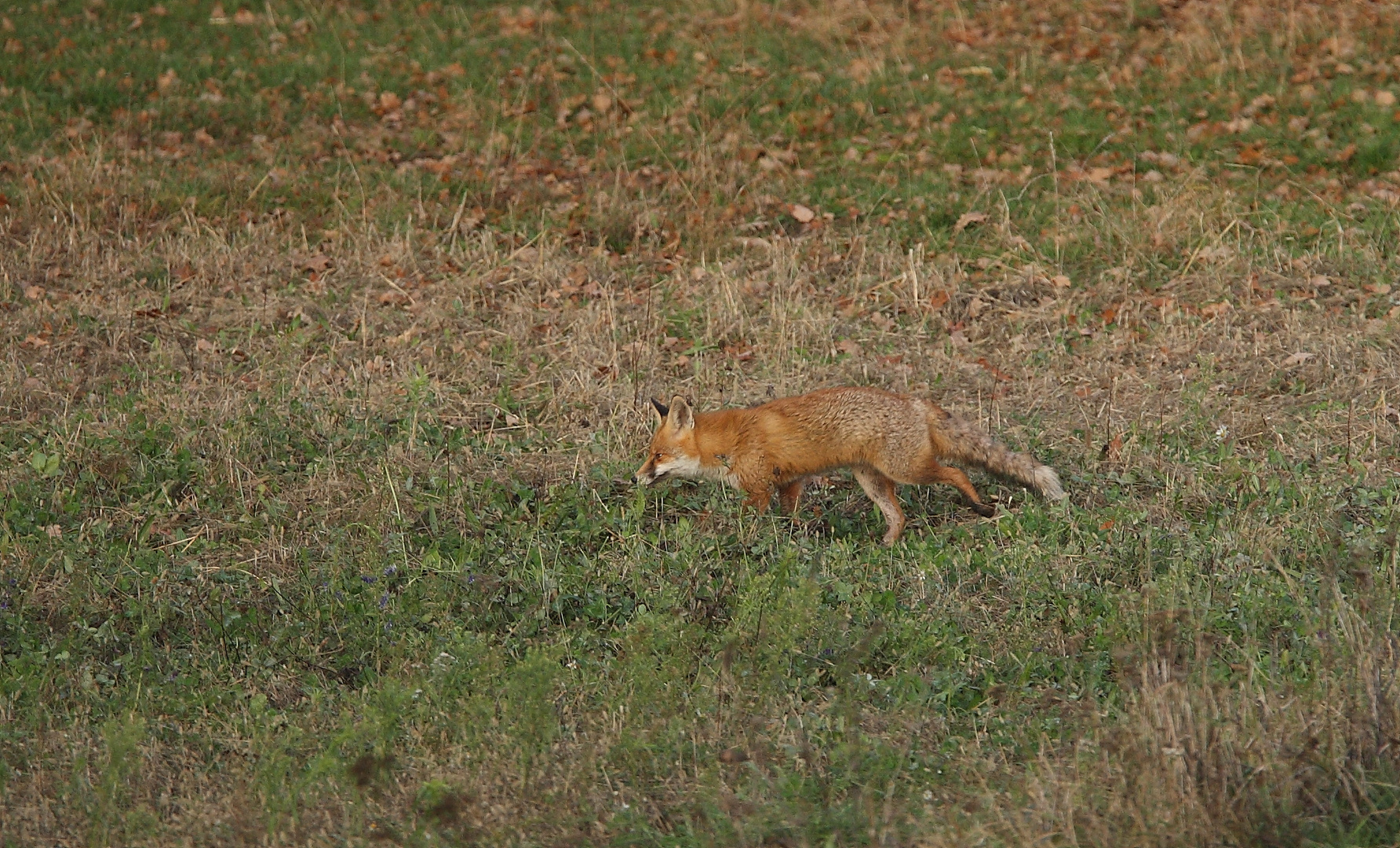 der Fuchs streift durch den Wald
