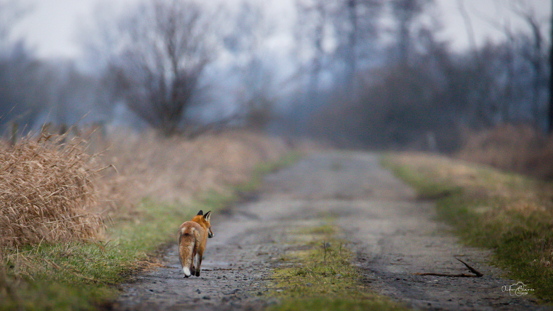 der Fuchs tut was er tun muss