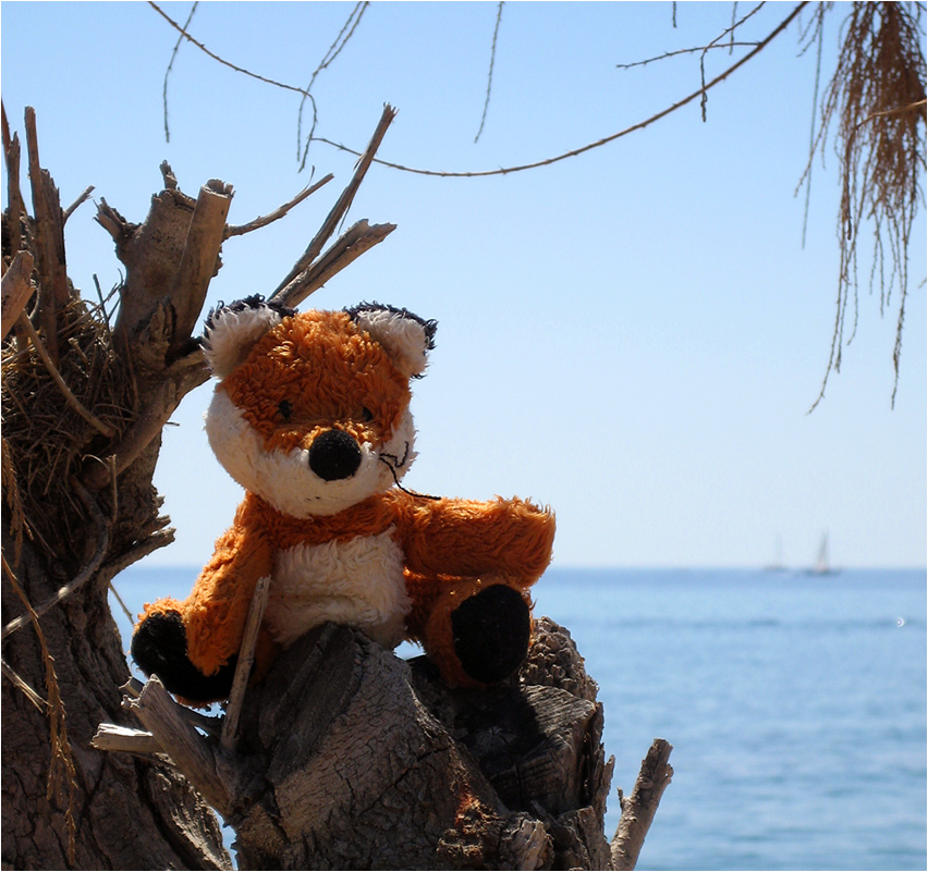 Der Fuchs und das Meer