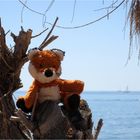 Der Fuchs und das Meer