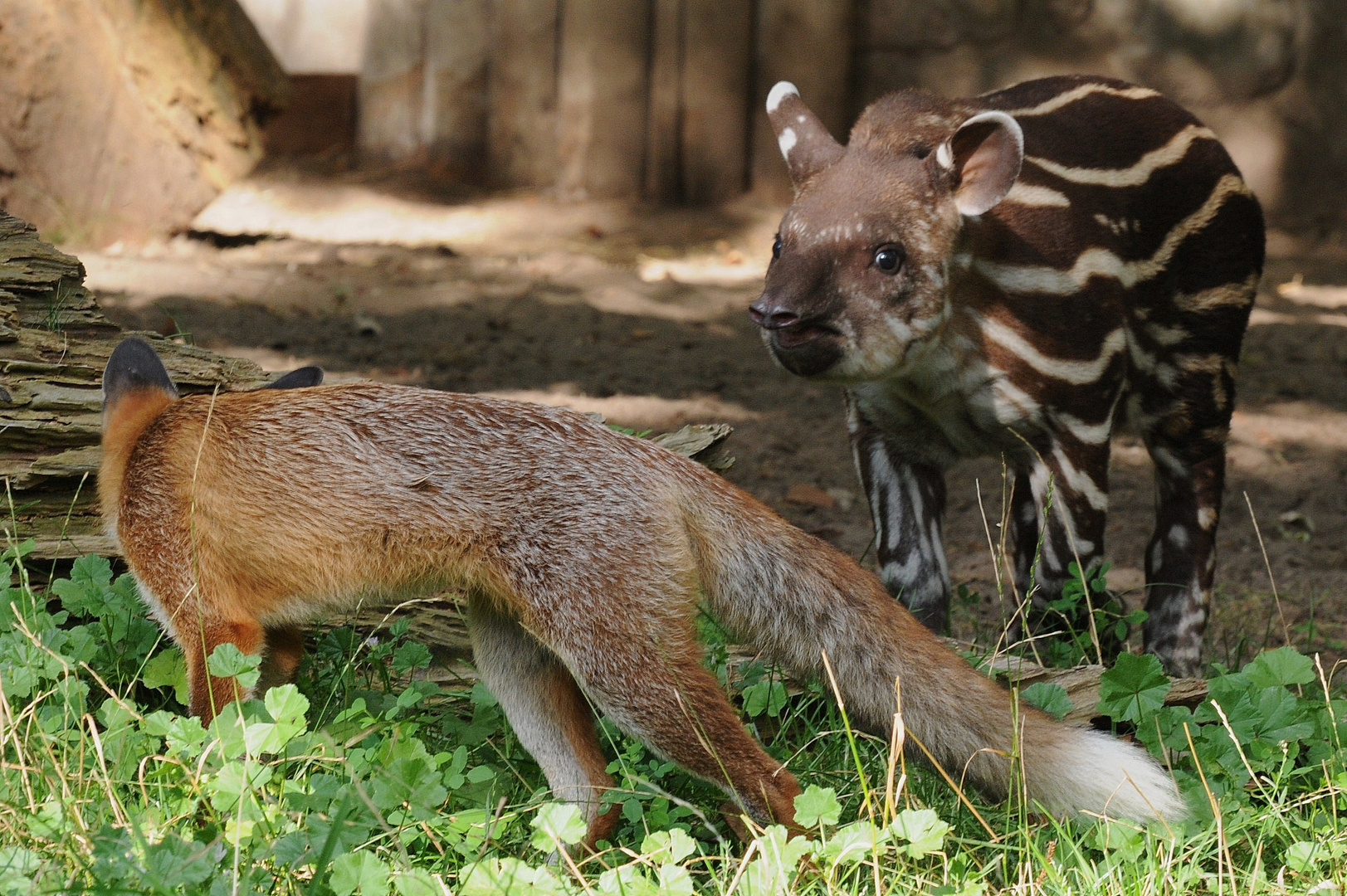 Der Fuchs und das Tapirjunge