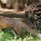 Der Fuchs und das Tapirjunge