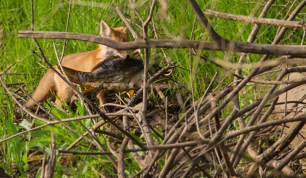 Der Fuchs und der Karpfen