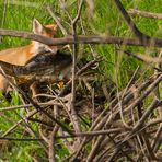 Der Fuchs und der Karpfen