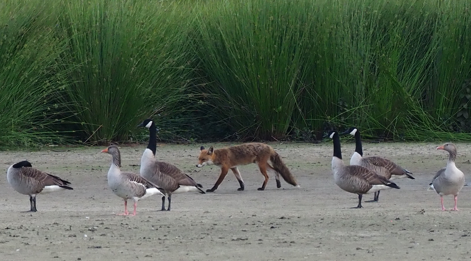 Der Fuchs und die Gans.