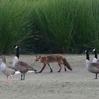 Der Fuchs und die Gans.