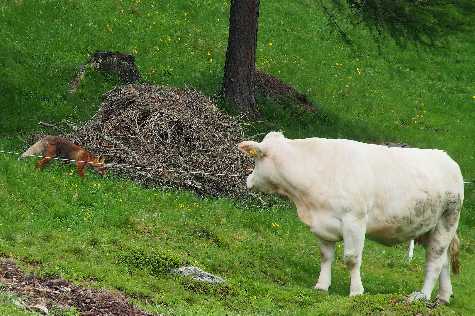 Der Fuchs und die Kuh