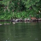 Der Fuchs und die (Trauben) Enten