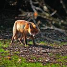 Der Fuchs vom 11er Teich