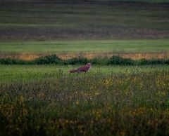 Der Fuchs vom Kirnbergsee