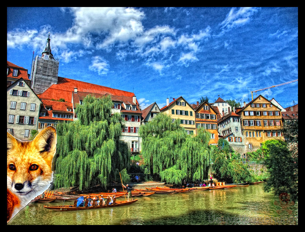 Der Fuchs von Tübingen