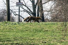 der Fuchs war eindeutig zu schnell