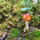 Der Fuchsige Scheidenstreifling (Amanita vulva)..