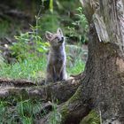 Der Fuchswelpe erkundet die Welt über sich