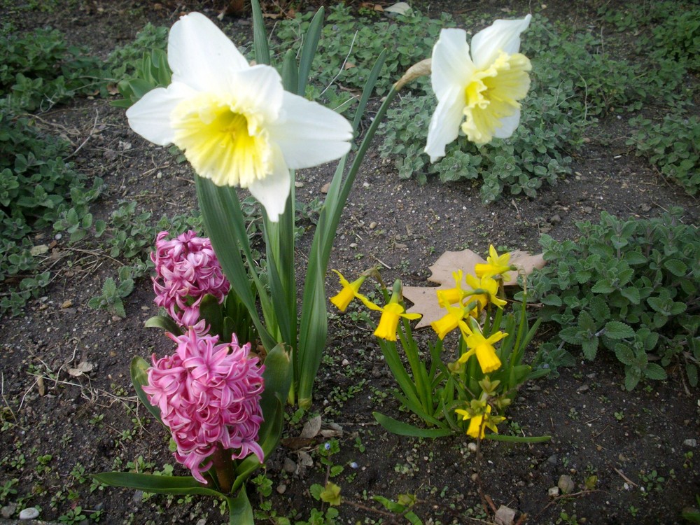 der fühe Frühling