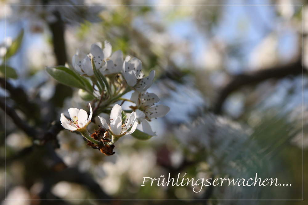 der Fühling, er kommt!