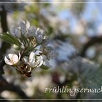 der Fühling, er kommt!