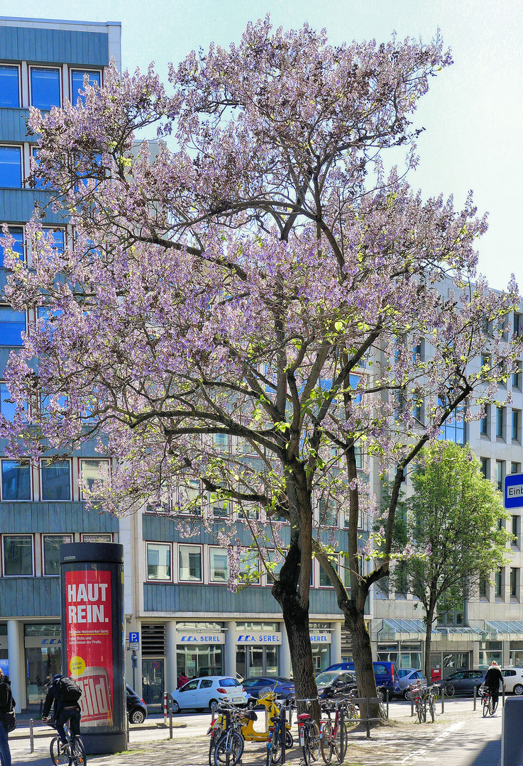 Der Fühling haut rein