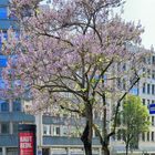 Der Fühling haut rein