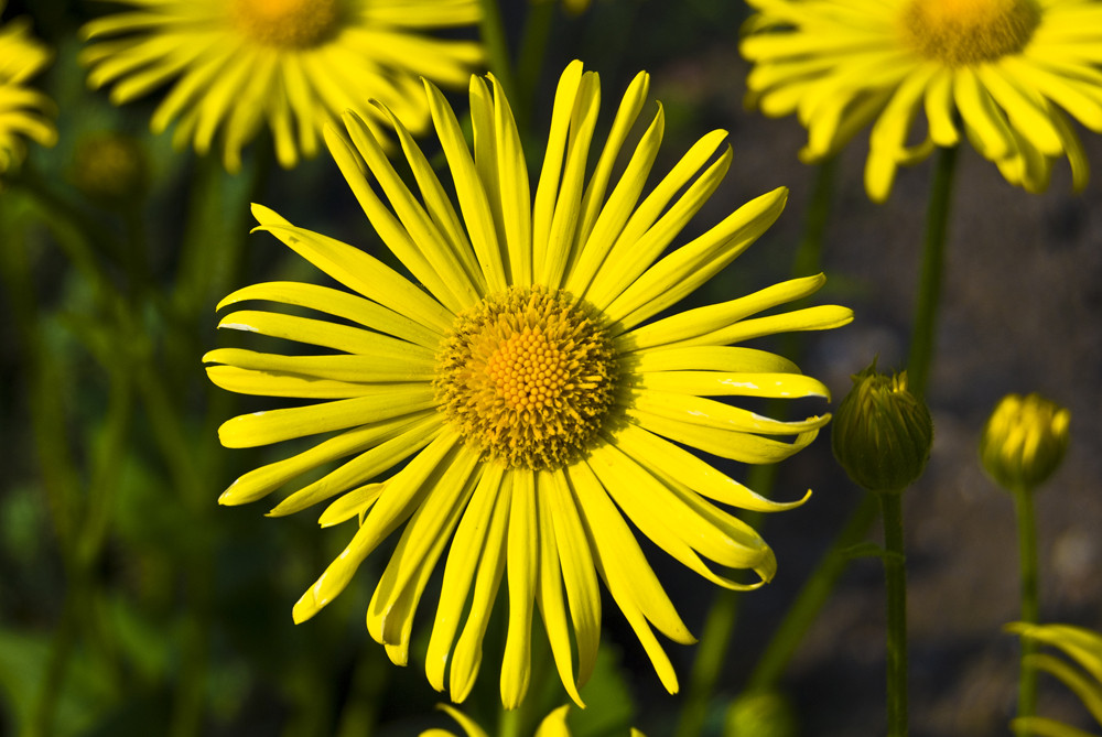 Der Fühling ist da !