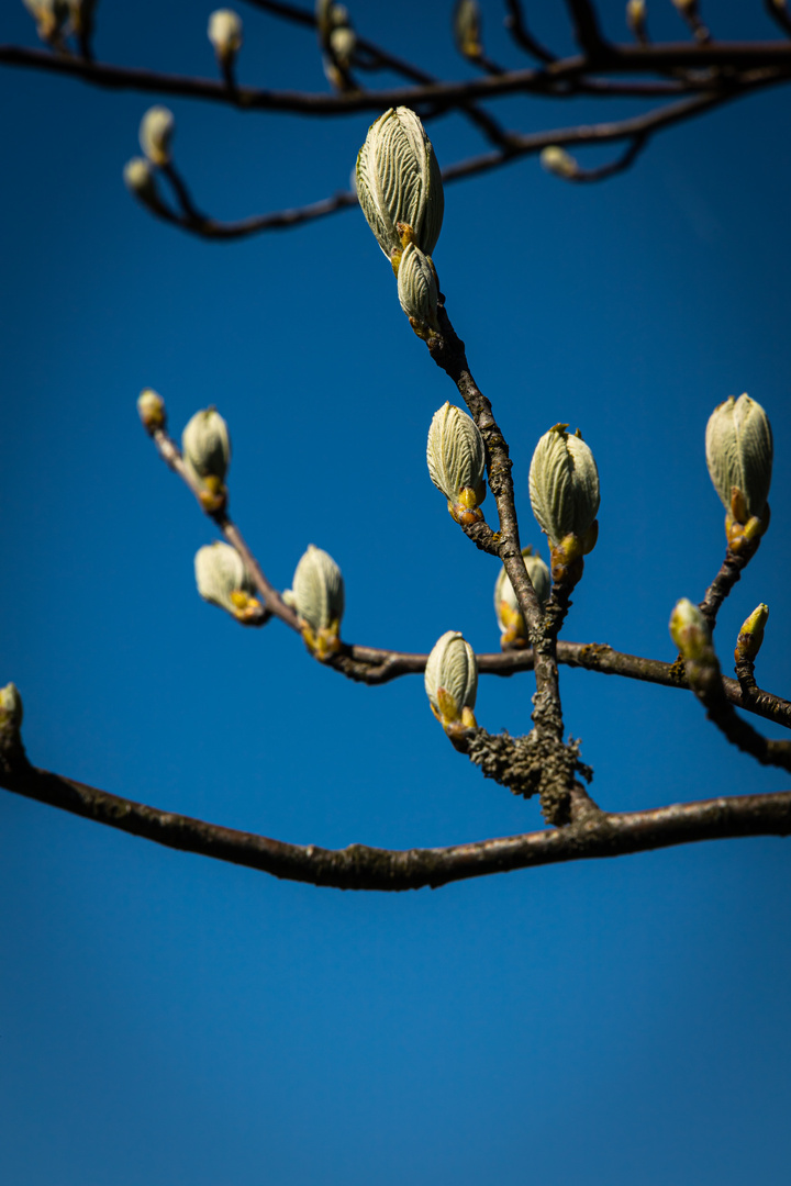 Der Fühling will raus