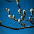 Der Fühling will raus