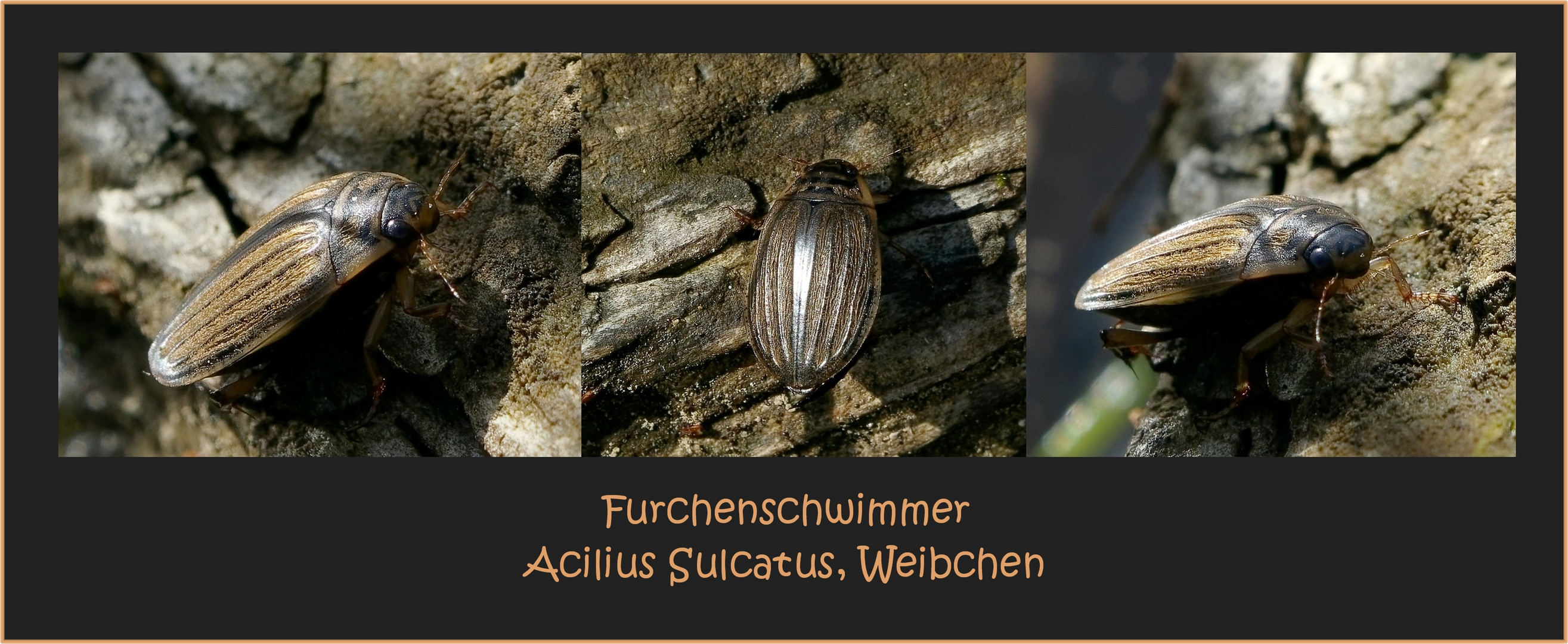 Der Furchenschwimmer - ein Wasserkäfer - Weibchen