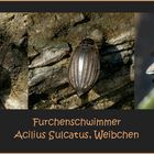 Der Furchenschwimmer - ein Wasserkäfer - Weibchen