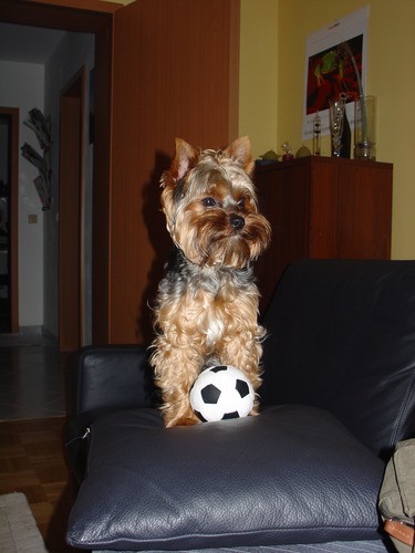 Der Fußballhund
