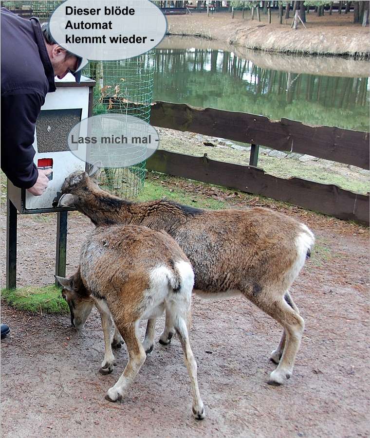 der Futterautomat