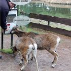 der Futterautomat