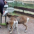 der Futterautomat