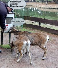 der Futterautomat