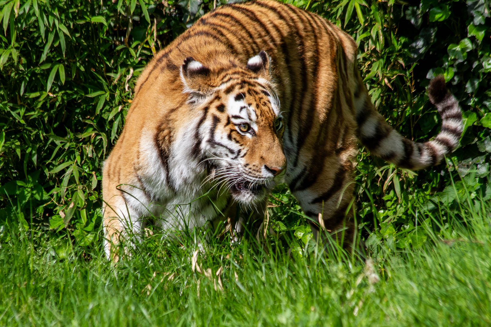 Der Futterwagen war unterwegs und der Tiger lief immer aufgeregter durch sein Gehege!