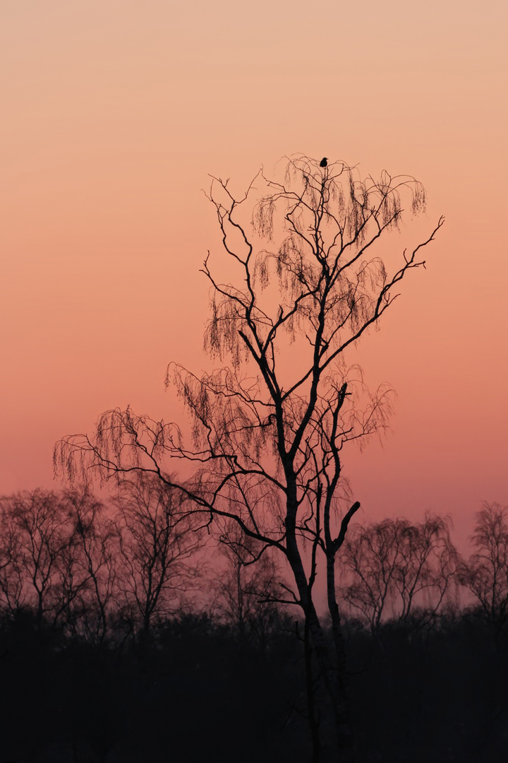 der gaanz frühe Vogel ... 