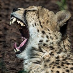 Der gähnende Gepard