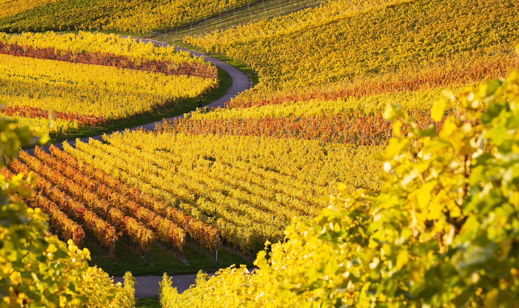 Der Gänger im Weinberg