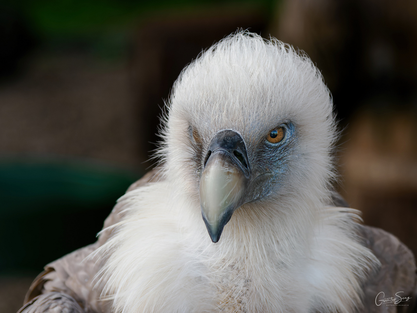 der Gänsegeier