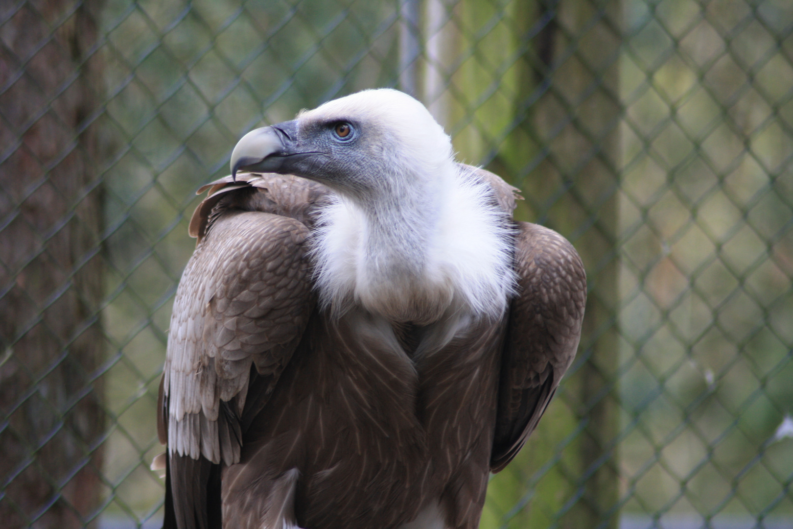 Der Gänsegeier