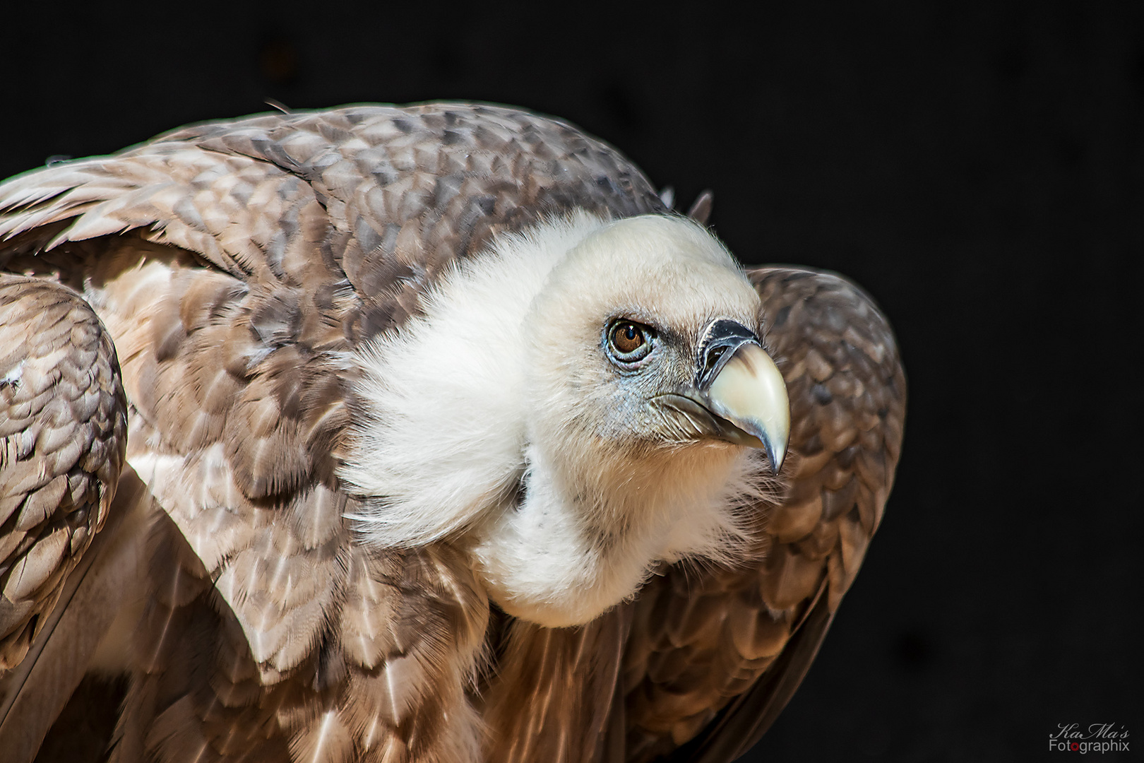 Der Gänsegeier