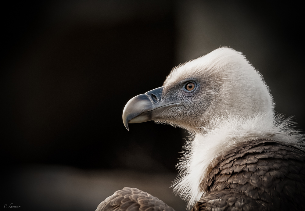 der Gänsegeier