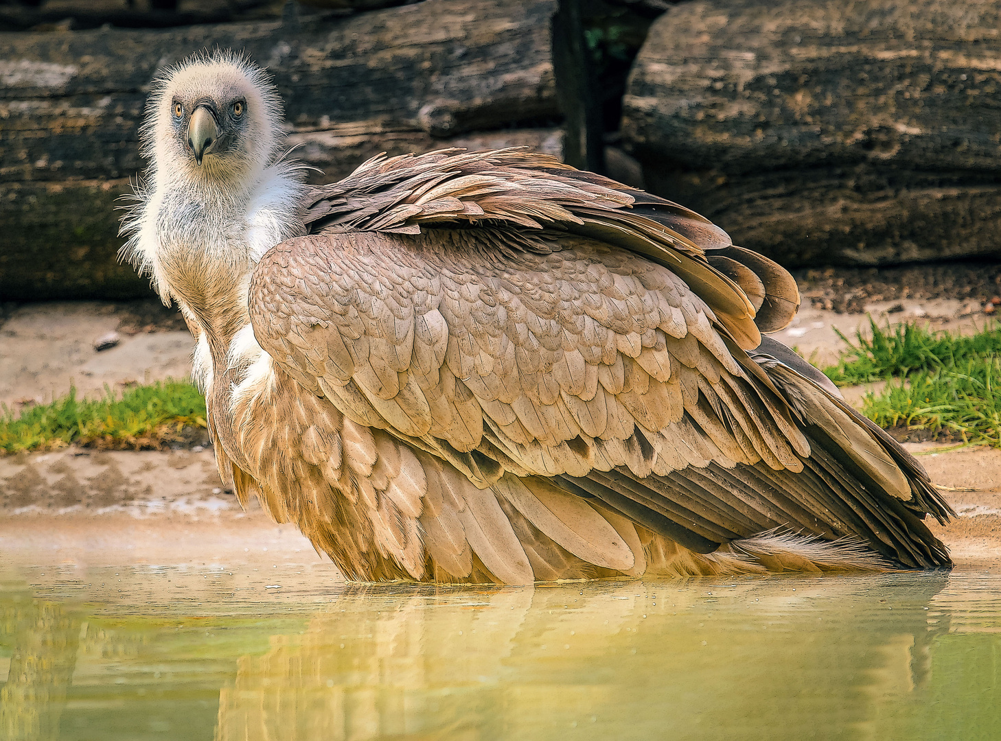 Der Gänsegeier