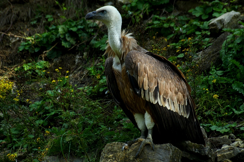 Der Gänsegeier