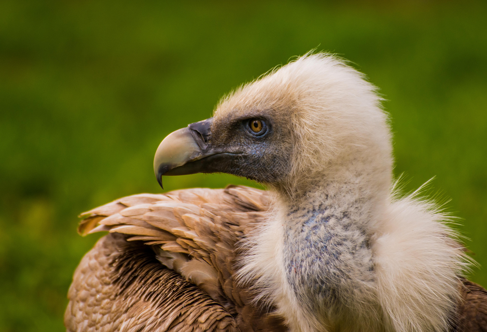 Der Gänsegeier