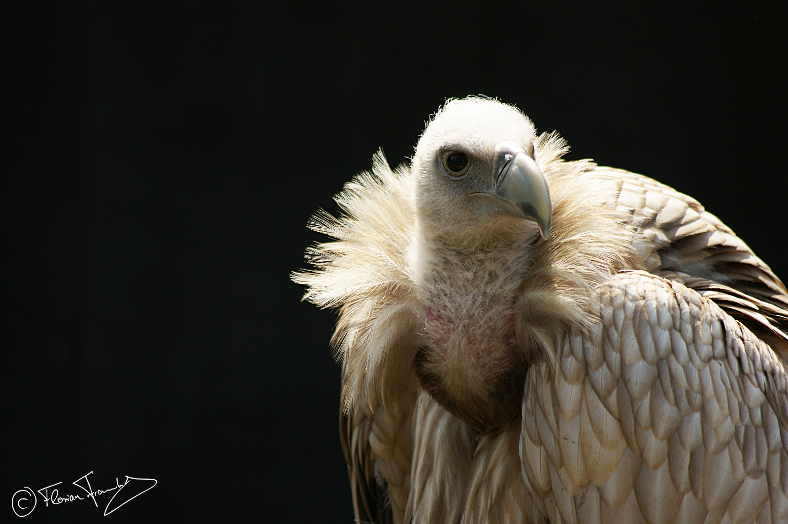 Der Gänsegeier