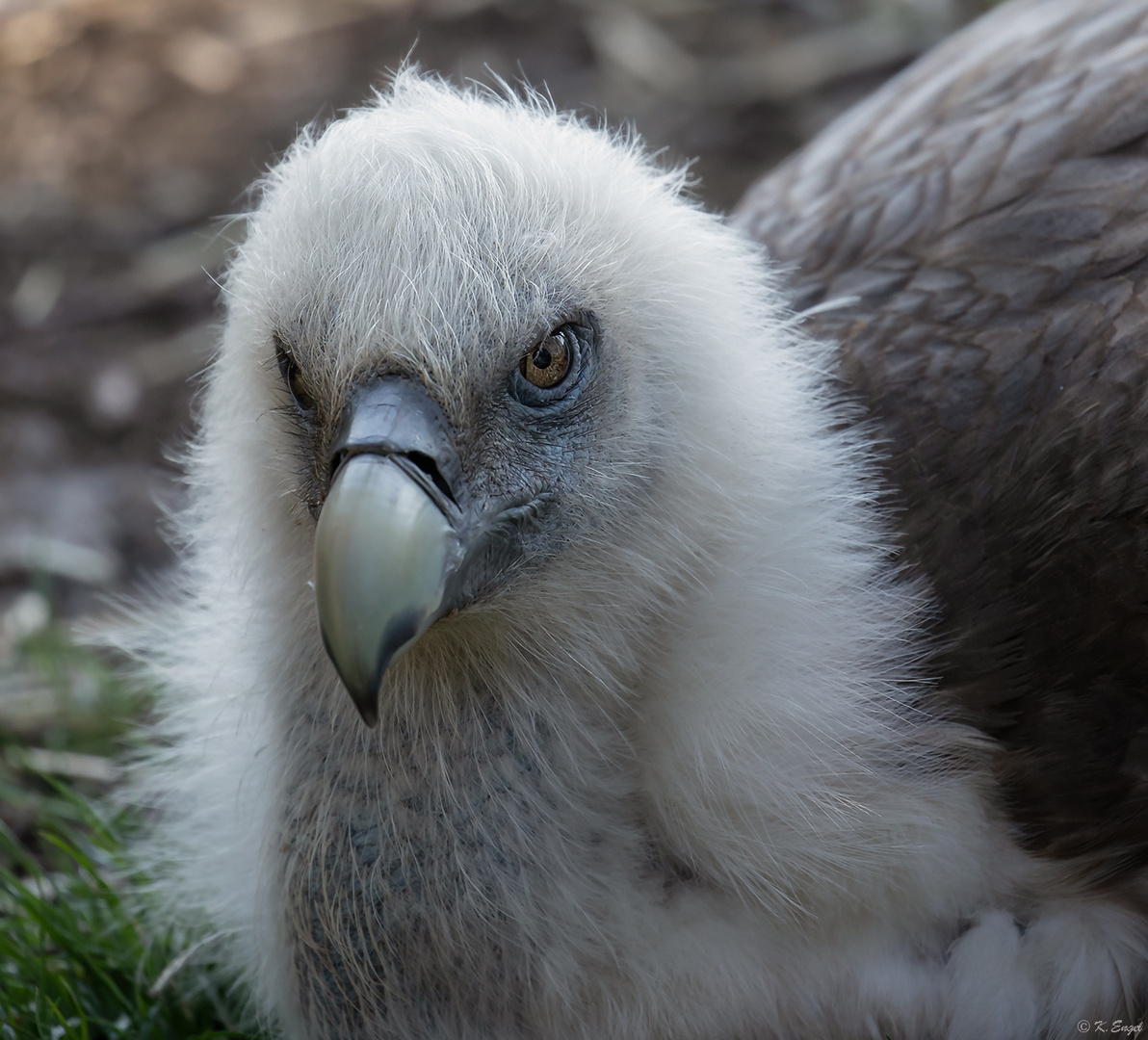 Der Gänsegeier