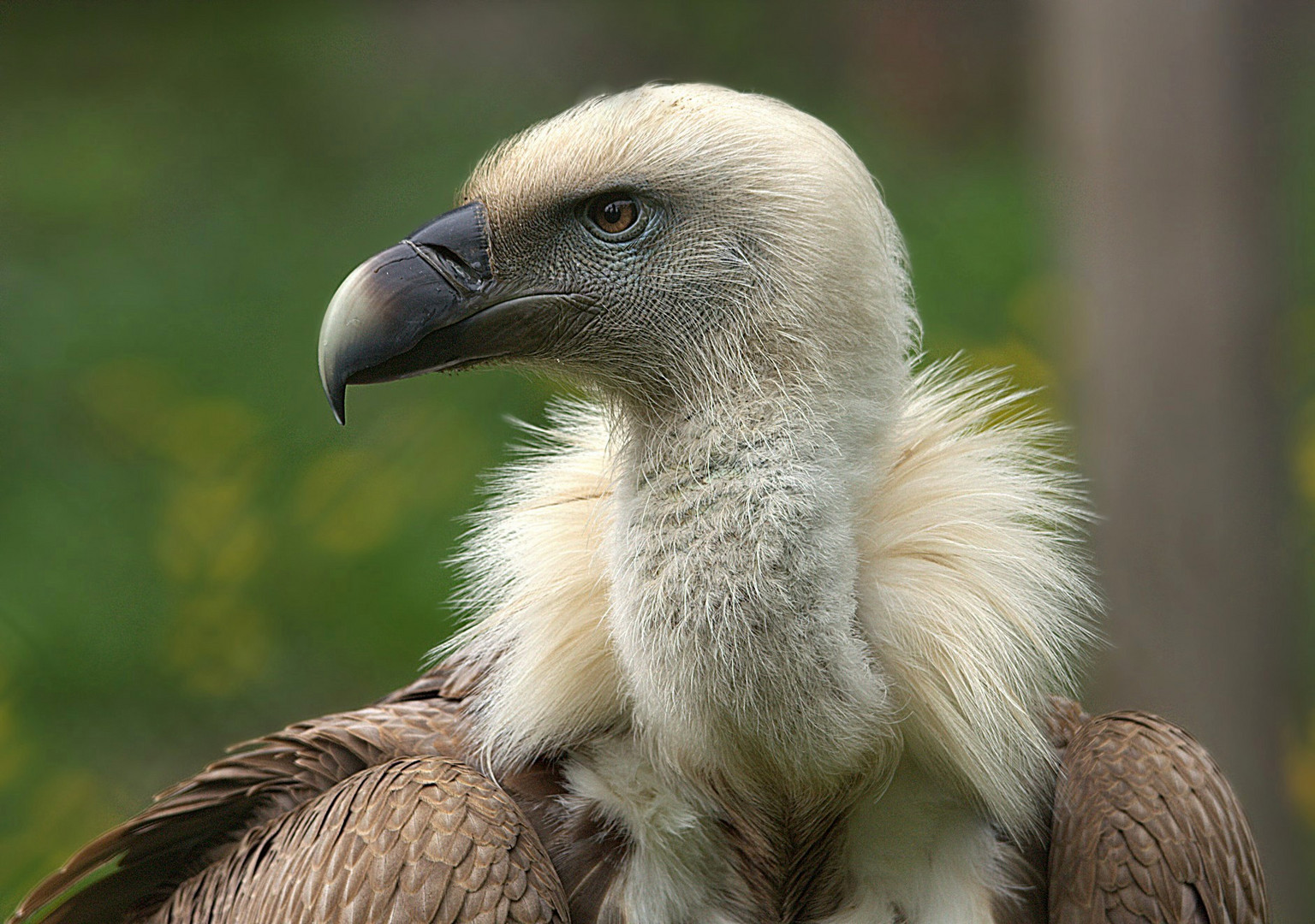 Der Gänsegeier