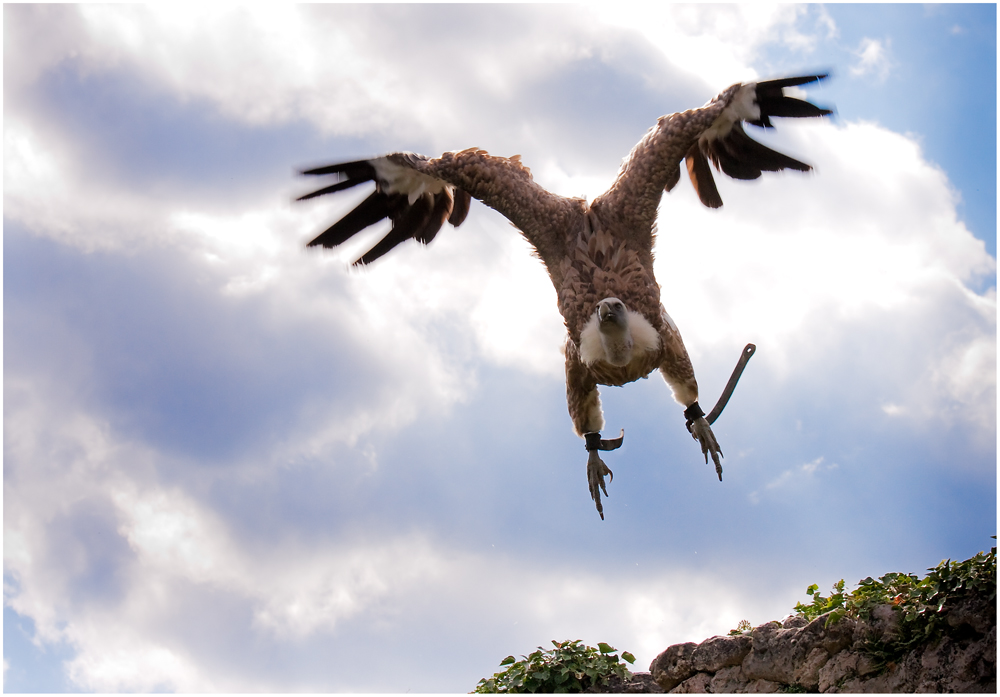 Der Gänsegeier (Gyps fulvus)...