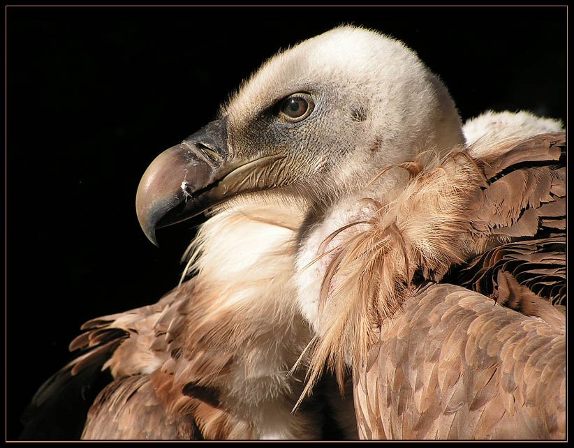 Der Gänsegeier "Walter"